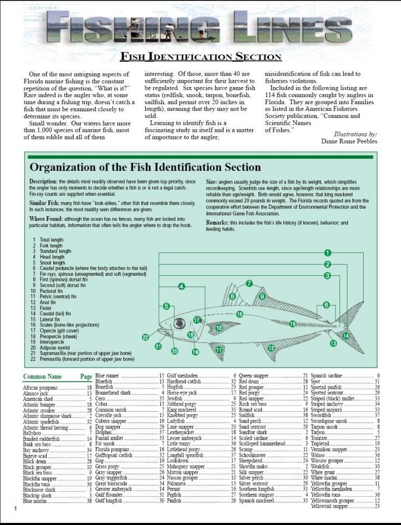 ( FLORIDA FISH ID CHART ) 38 pic files Boatless Fishing Forum